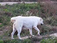 pastore abruzzese pelo corto